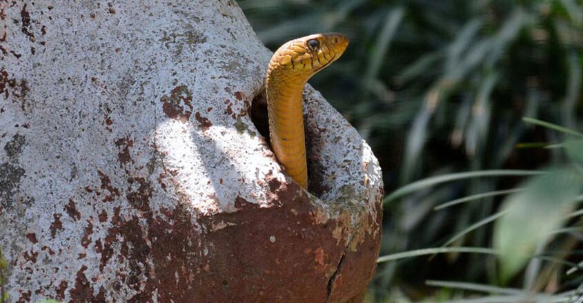 snake-park3 snake-park3
