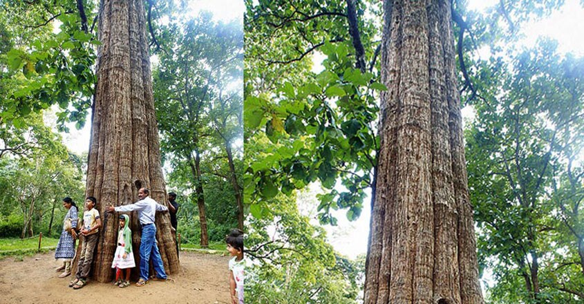 parambikulam-tiger-reserve-stay9 parambikulam-tiger-reserve-stay9