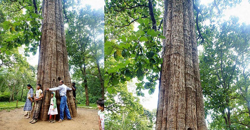 parambikulam-tiger-reserve-stay9 parambikulam-tiger-reserve-stay9