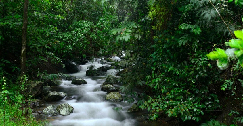 national-parks-in-kerala2 national-parks-in-kerala2
