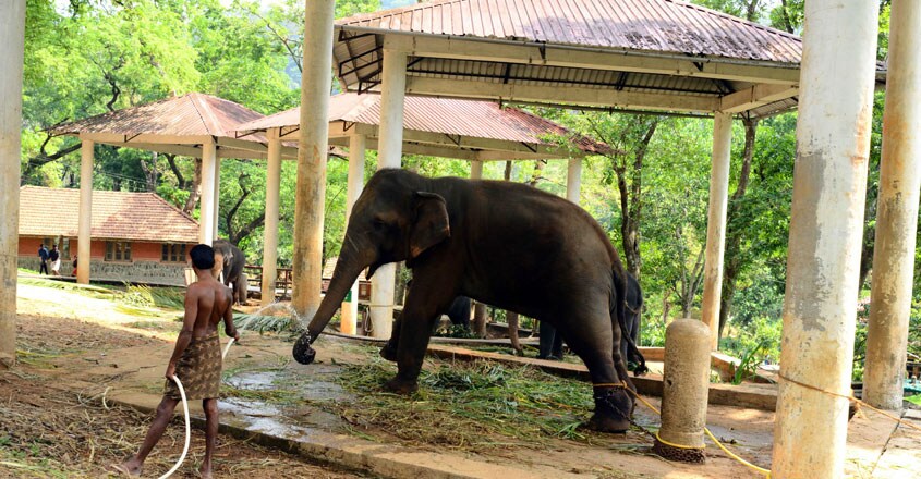 കോന്നി കോന്നി