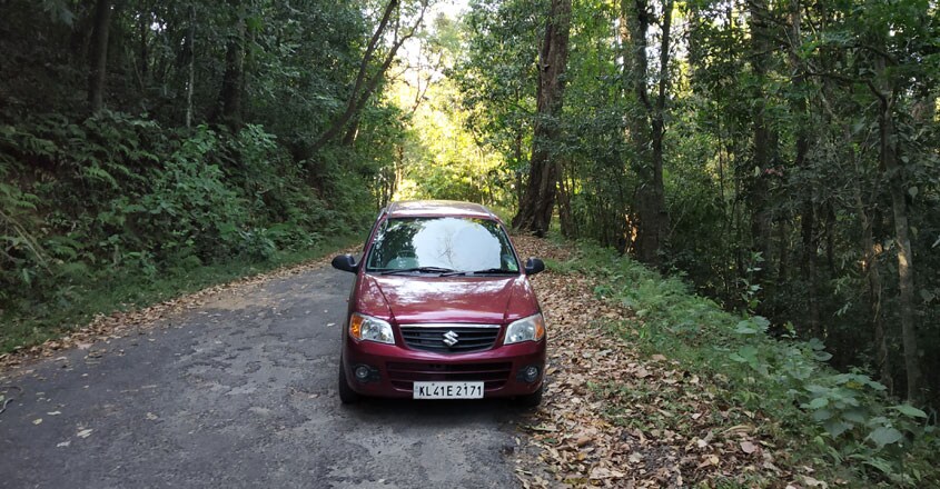 forest-pic2 forest-pic2