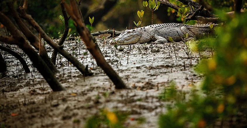 Sundarbans-National-Park-travel2 Sundarbans-National-Park-travel2
