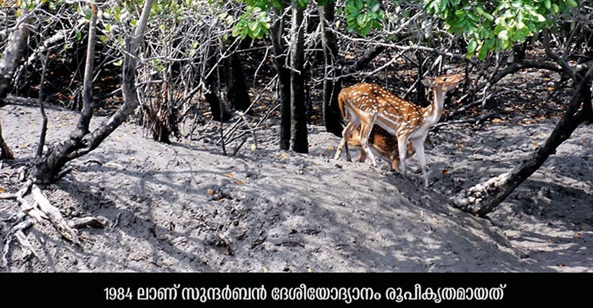 Sundarbans-National-Park-travel3 Sundarbans-National-Park-travel3