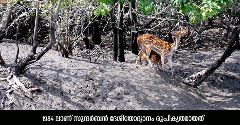 Sundarbans-National-Park Sundarbans-National-Park