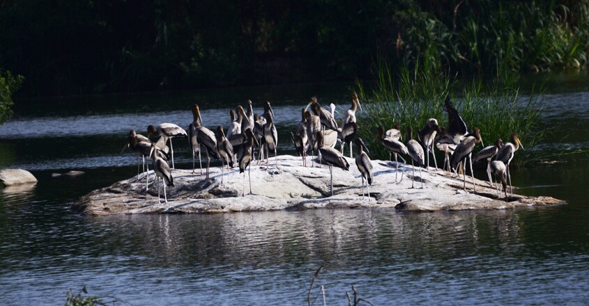 Ranganathittu-Bird-Sanctuary5 Ranganathittu-Bird-Sanctuary5