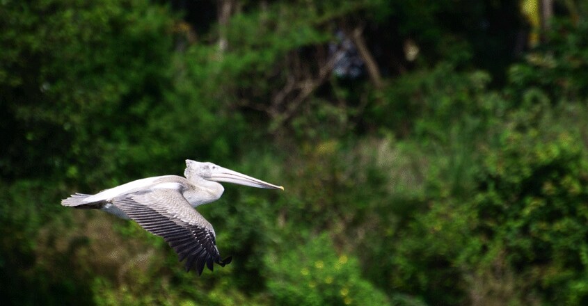 Ranganathittu-Bird-Sanctuary6 Ranganathittu-Bird-Sanctuary6