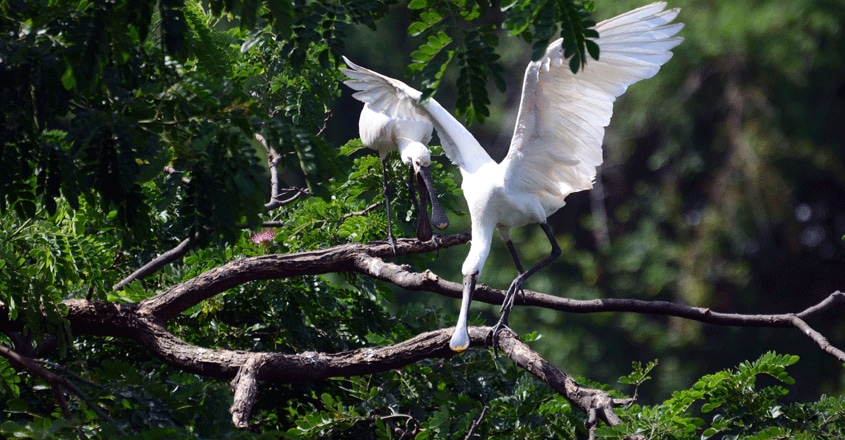 Ranganathittu-Bird-Sanctuary7 Ranganathittu-Bird-Sanctuary7