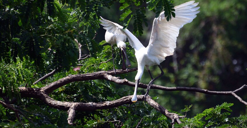 Ranganathittu-Bird-Sanctuary7 Ranganathittu-Bird-Sanctuary7