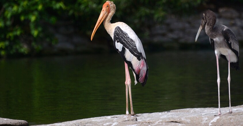 Ranganathittu-Bird-Sanctuary8 Ranganathittu-Bird-Sanctuary8