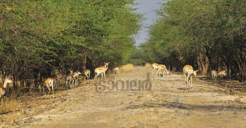Velavadar-National-Park3 Velavadar-National-Park3