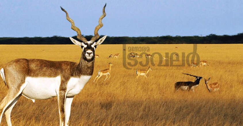 Velavadar-National-Park5 Velavadar-National-Park5