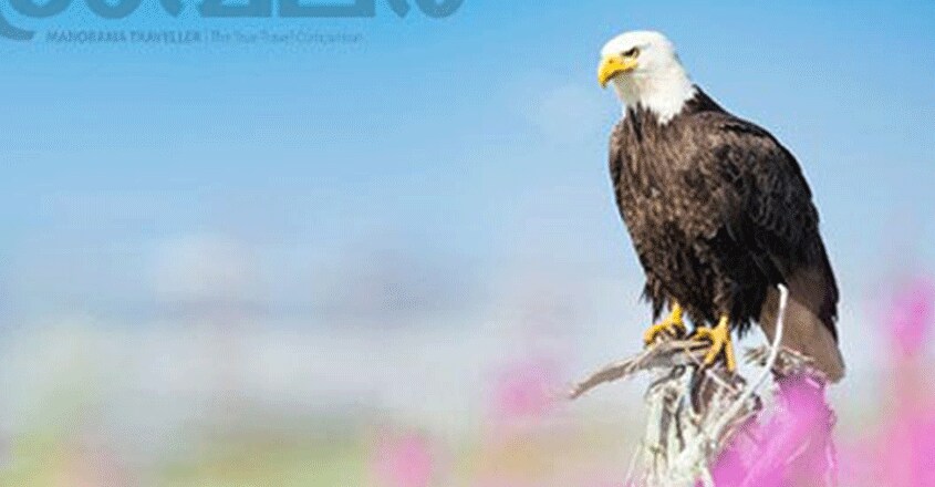 wild-life-photography wild-life-photography