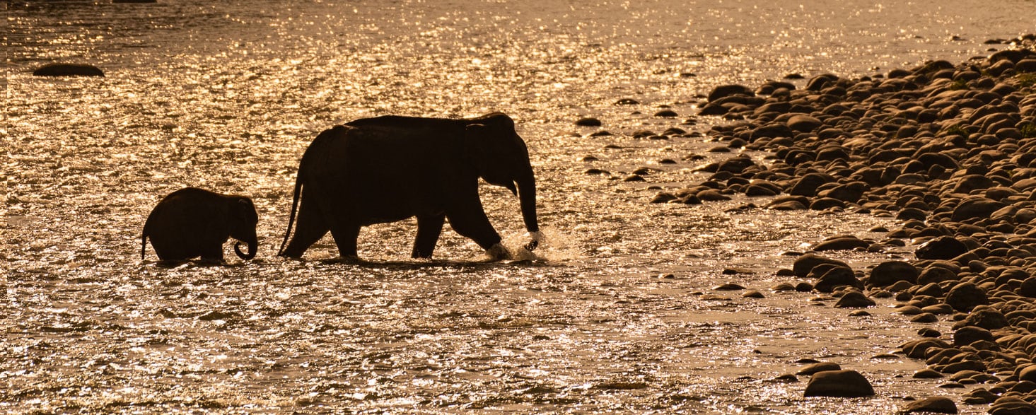 കോർബെറ്റിലെ ആ ഒറ്റക്കൊമ്പൻ | Jim Corbett National Park Wildlife Photography