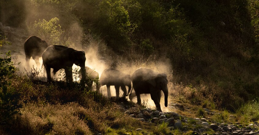 Jim-Corbett-National-Park3 Jim-Corbett-National-Park3