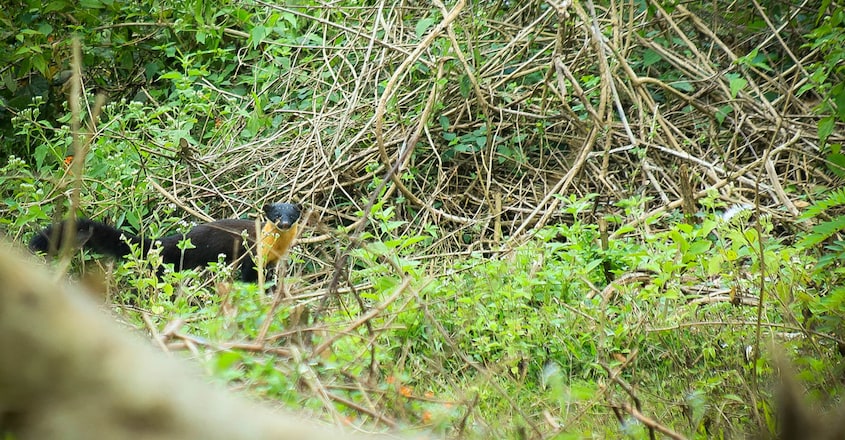 Sightings-of-Nilgiri-Marten-2 Sightings-of-Nilgiri-Marten-2