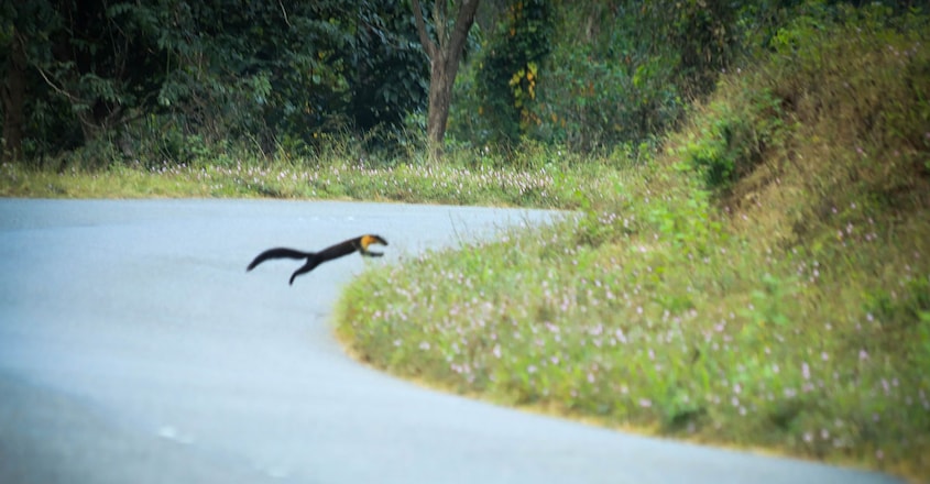 Sightings-of-Nilgiri-Marten-6 Sightings-of-Nilgiri-Marten-6