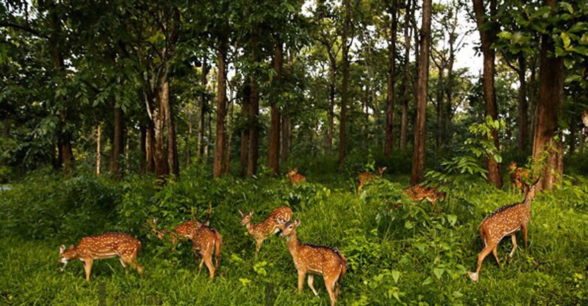 thirunelli-travel thirunelli-travel