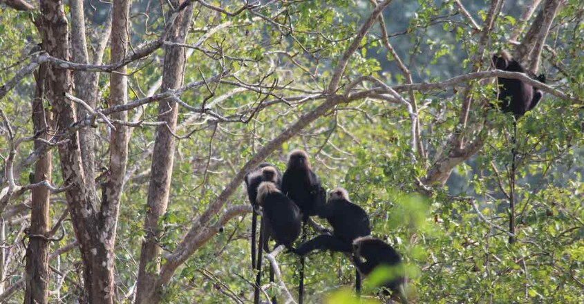 Parambikulam-Tiger-Reserve-travel1 Parambikulam-Tiger-Reserve-travel1