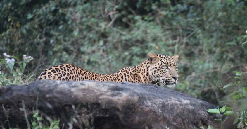 Parambikulam-Tiger-Reserve-travel3
