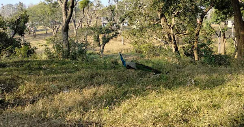 bandipur-trip-peacock