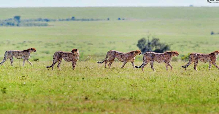 Masai-Mara-trip