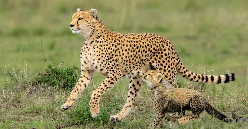 leopard-wildlife-photography