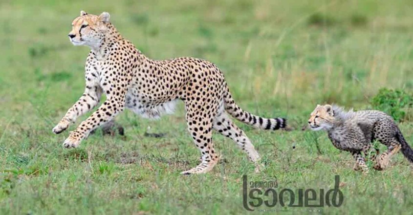 leopard-wildlife-photography1 leopard-wildlife-photography1
