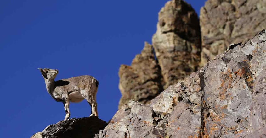 1Hemis-National-Park,-Ladakh 1Hemis-National-Park,-Ladakh