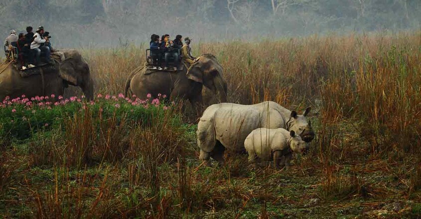 2Kaziranga-National-Park 2Kaziranga-National-Park