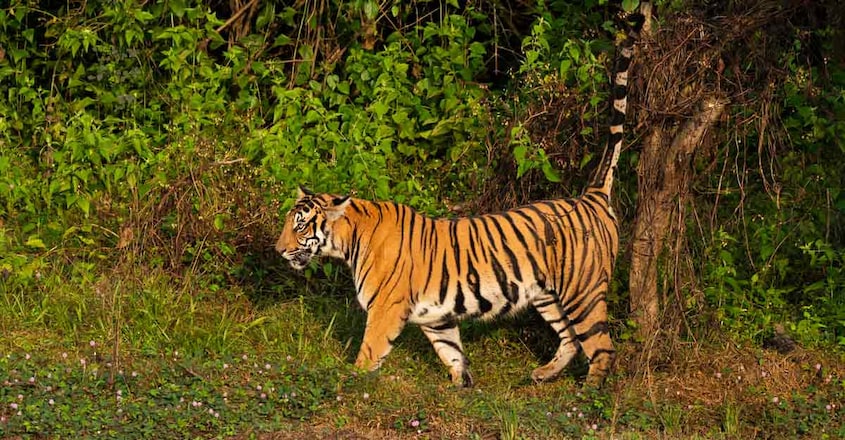 3Nagarhole-National-Park,-Karnataka 3Nagarhole-National-Park,-Karnataka