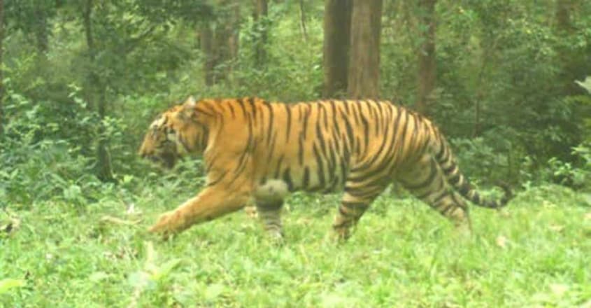 parambikulam-tiger-reserve14