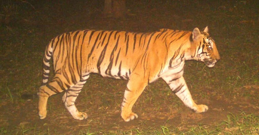 parambikulam-tiger15