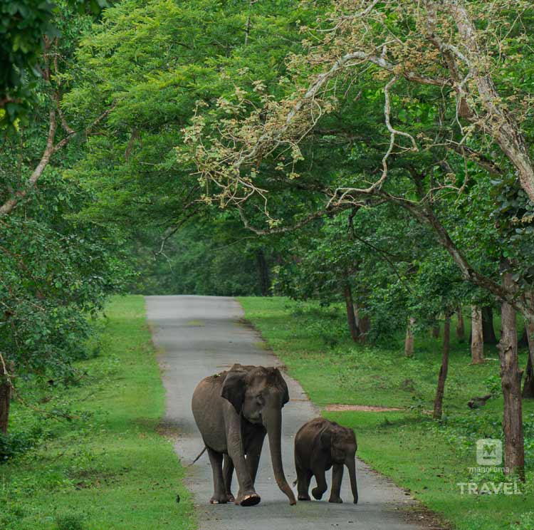 Elephant-pic-anandhu