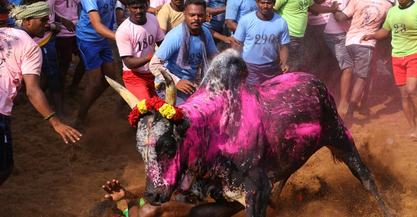 Jallikattu3 Jallikattu3