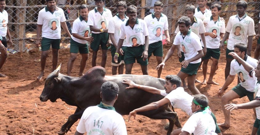 jallikettu-tamilnadu jallikettu-tamilnadu