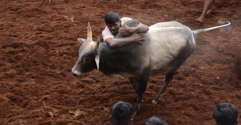 jallikettu-tamilnadu2 jallikettu-tamilnadu2