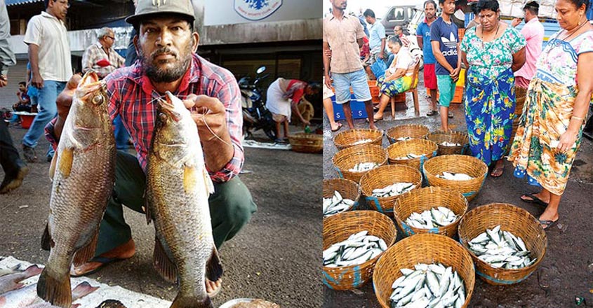 goa-fish-trail3 goa-fish-trail3