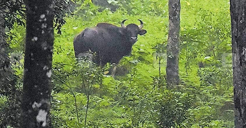 kollam-manjola-wild-animal kollam-manjola-wild-animal