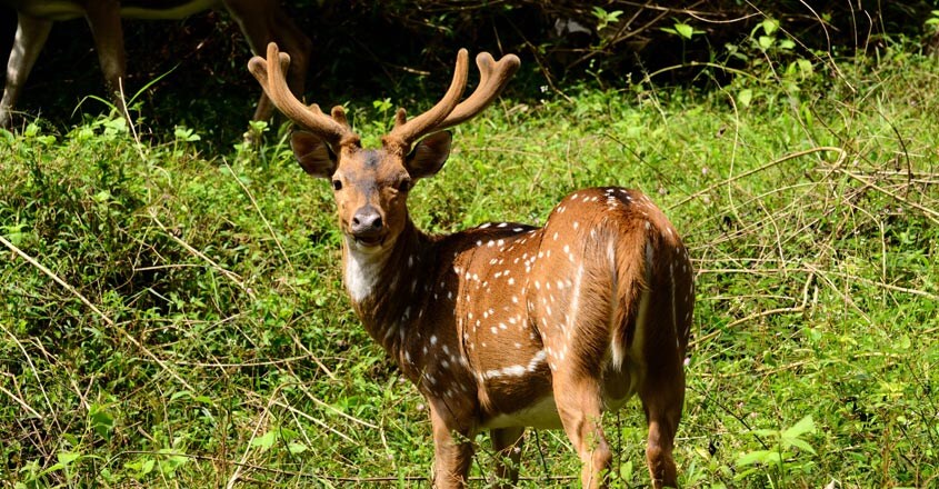 Nagarhole-travel1 Nagarhole-travel1