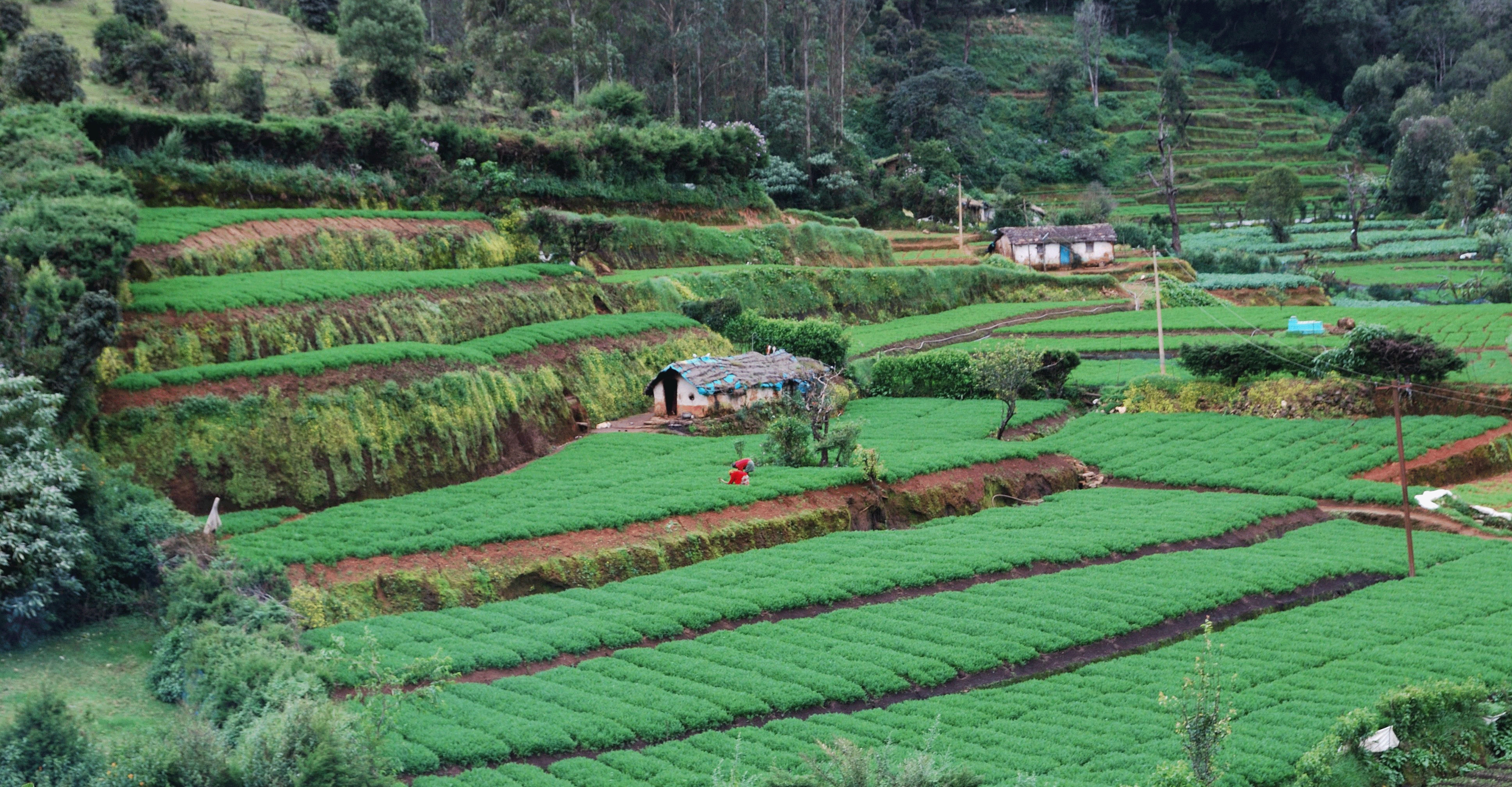ooty ooty