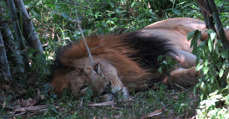 1Lion_at_tiger_lion_safari_shimoga_India 1Lion_at_tiger_lion_safari_shimoga_India