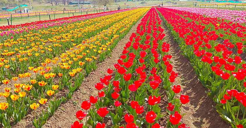 tulip-garden-kashmir tulip-garden-kashmir