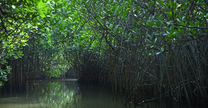 pichavaram-mangrov-forest-3 pichavaram-mangrov-forest-3