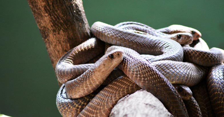 snake-katraj1 snake-katraj1