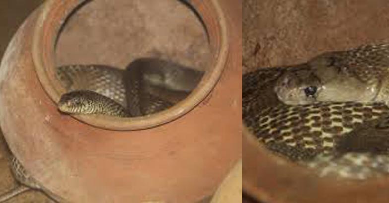 snake-park-chennai snake-park-chennai