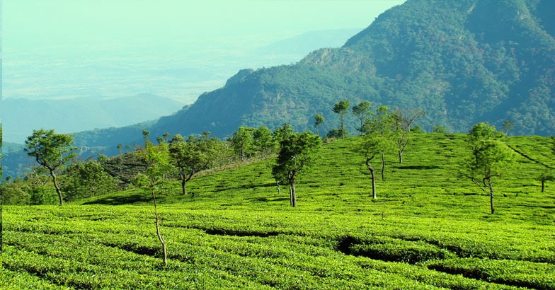 ooty-new ooty-new