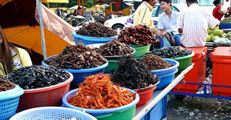 nagaland-cockroach-farming nagaland-cockroach-farming