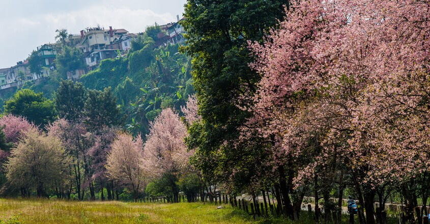 cherry-blossoms cherry-blossoms