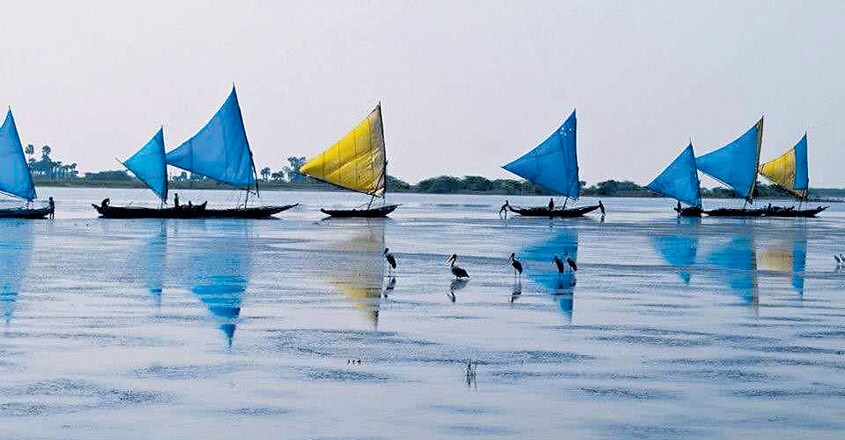 cni-pulikat-lake cni-pulikat-lake